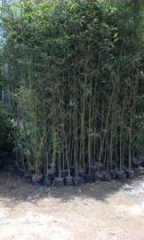 深圳最专业竹子批发基地就在南韵竹风！