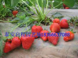 北集坡草莓苗基地哪家价格低红颜草莓苗