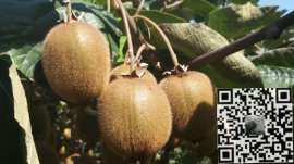 陕西徐香猕猴桃/100-130g/个大果，5斤,10斤/箱泥猴桃价低/包邮