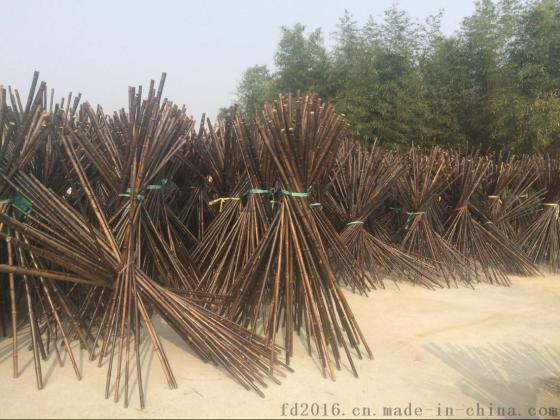 FD-172201厂家大量供应自然黑棕色竹竿，紫竹