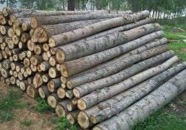 台茗木业出售进口俄罗斯杨木原木