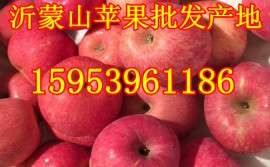 山东红富士苹果价格