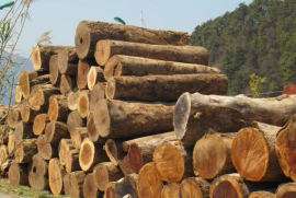 出售进口缅甸进口香樟木原木